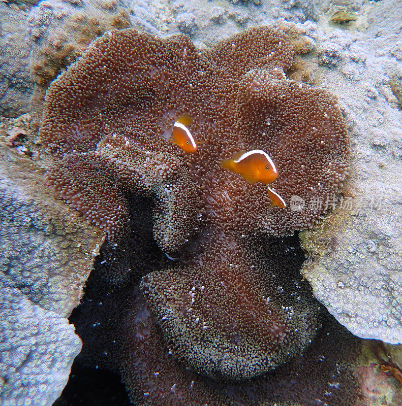 橙色臭鼬小丑鱼(Amphiprion sandaracinos)在他们的海葵中